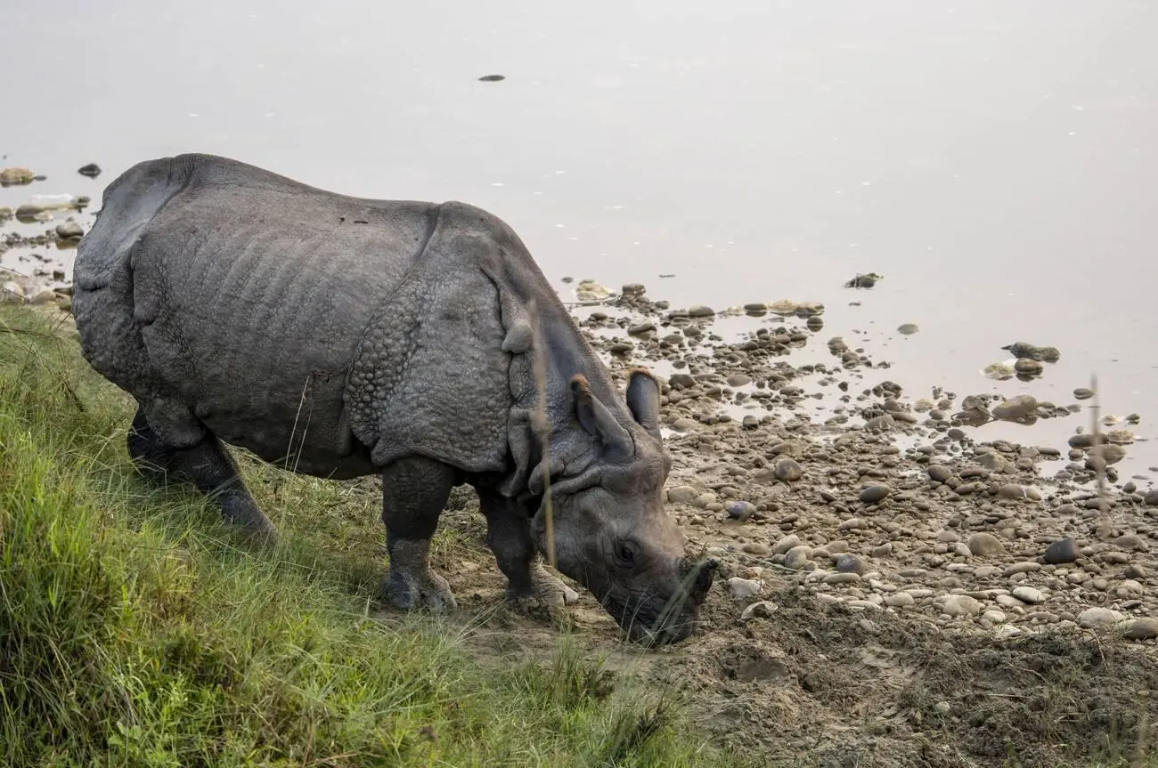 Kathmandu Chitwan Tour